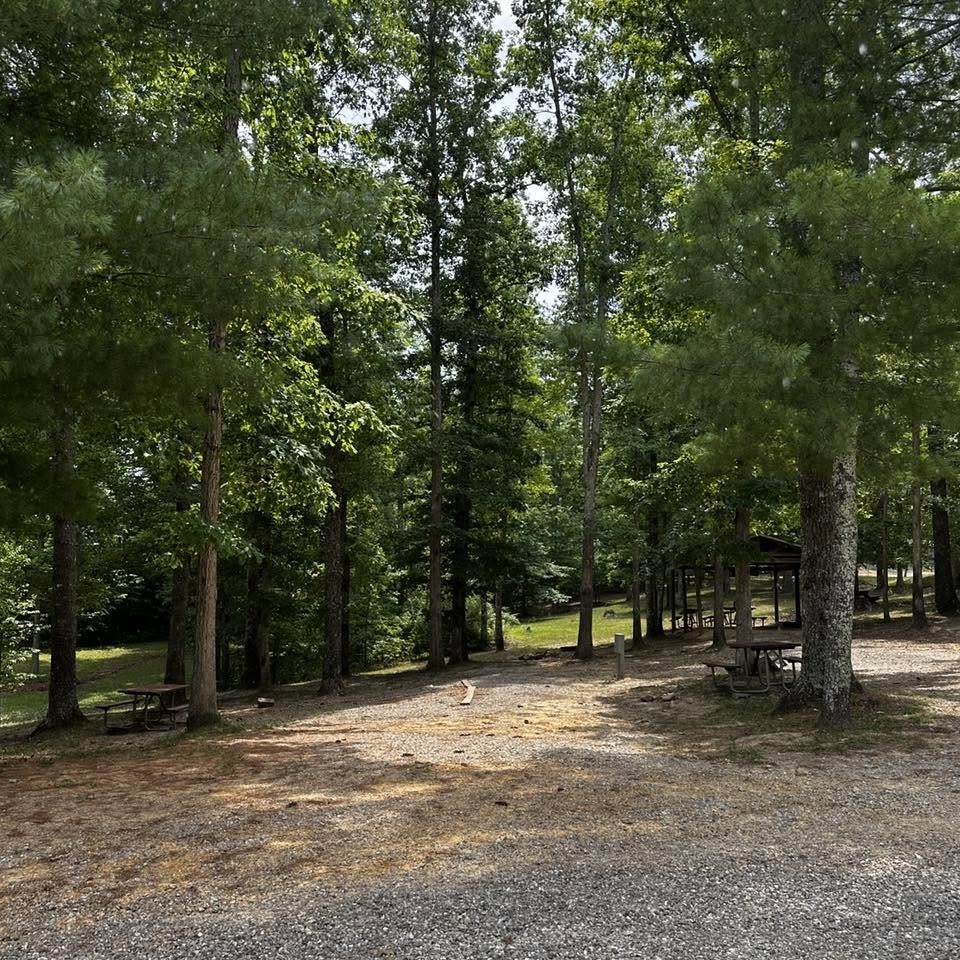 Shaded campsite among the trees at Laurel Creek Campground
